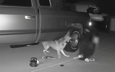 Furturile de catalizatoare au explodat cu 1.000% Un hoț a fost atacat de câini