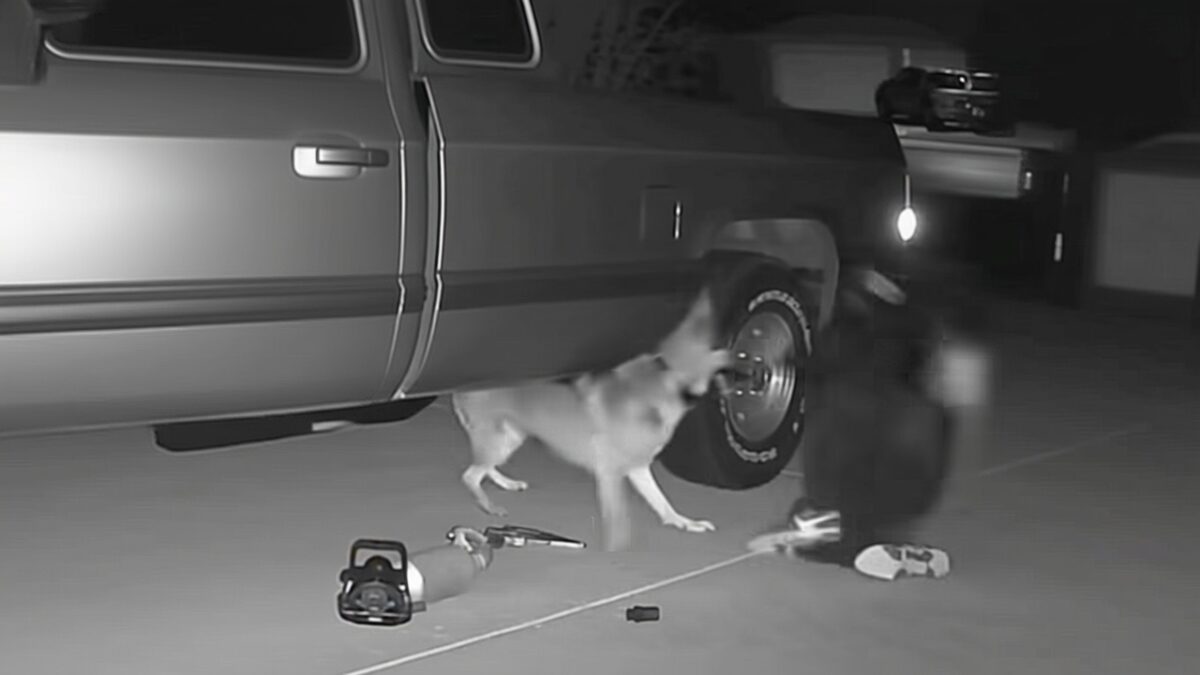 Furturile de catalizatoare au explodat cu 1.000% Un hoț a fost atacat de câini