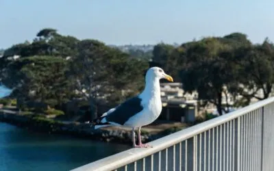 Costul podului pentru animale din California explodează la 114 milioane de dolari