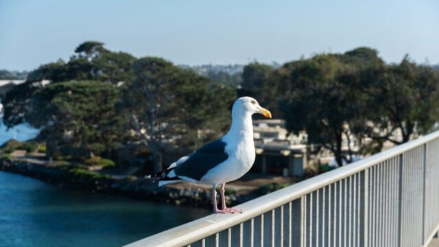 Costul podului pentru animale din California explodează la 114 milioane de dolari