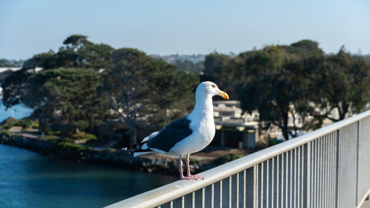 Costul podului pentru animale din California explodează la 114 milioane de dolari