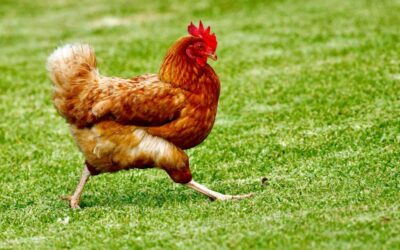 Un reporter TV din elicopter, distras în direct de un cocoș în Los Angeles