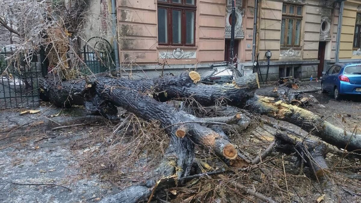 Copacul a căzut pe mașină, iar despăgubirea nu vine automat. Ce pași te ajută să recuperezi banii dacă nu ai CASCO 1 Copacul a căzut pe mașină, iar despăgubirea nu vine automat. Ce pași te ajută să recuperezi banii dacă nu ai CASCO