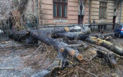 Copacul a căzut pe mașină, iar despăgubirea nu vine automat. Ce pași te ajută să recuperezi banii dacă nu ai CASCO