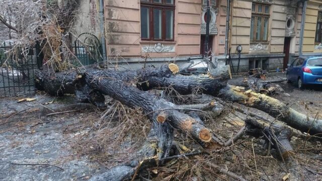 Copacul a căzut pe mașină, iar despăgubirea nu vine automat. Ce pași te ajută să recuperezi banii dacă nu ai CASCO 14 Copacul a căzut pe mașină, iar despăgubirea nu vine automat. Ce pași te ajută să recuperezi banii dacă nu ai CASCO